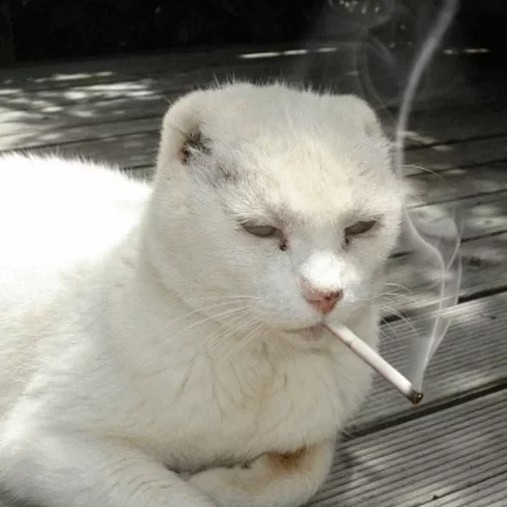 Create meme: cat with a cigarette, smoking cat, cat 