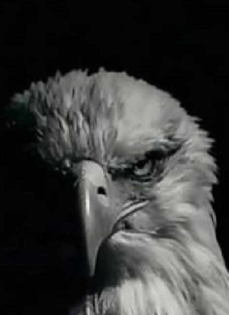Create meme: eagle , eagle bird, The stern Edward