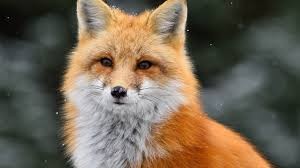 Create meme: Fox, the red Fox, Fox ordinary