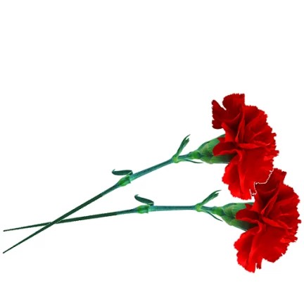 Create meme: carnations clipart, pmg carnations, two carnations