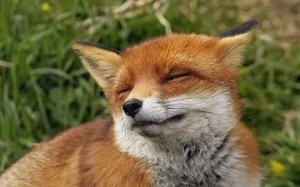 Создать мем: лис с, чертог лисы, fox stevenson