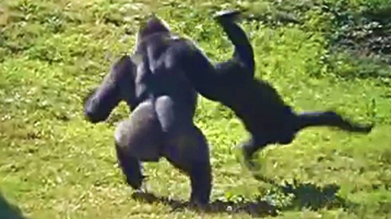 Create meme: Gorillas are fighting, monkeys', gorilla throws another gorilla