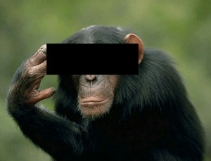 Create meme: black monkey, primates, monkey