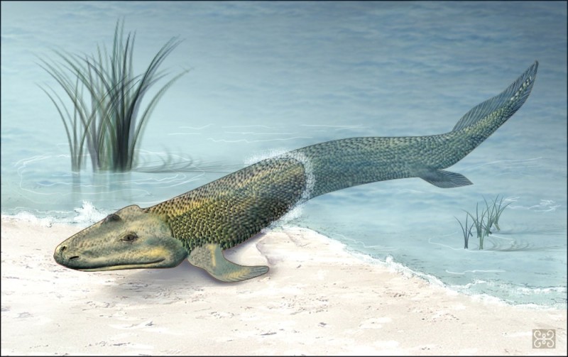 Создать мем: тиктаалик, кистеперые рыбы, tiktaalik