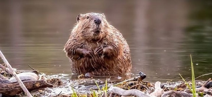 Create meme: beavers are cool, beaver dam, beaver river