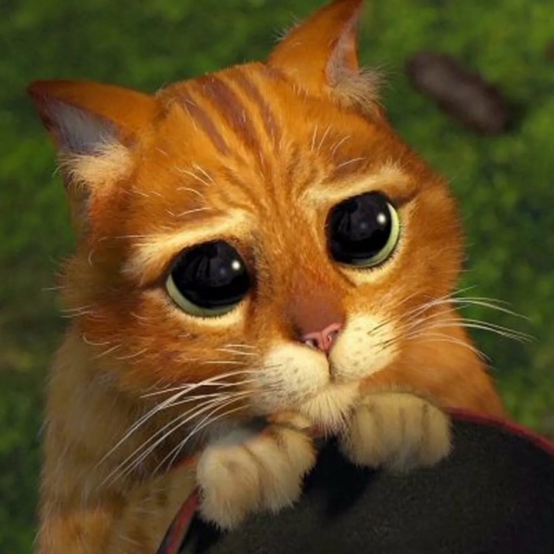 Create meme: the shrek cat with sad eyes, the cat from Shrek with big eyes, cat Shrek eyes