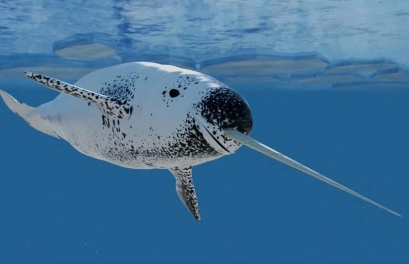 Create meme: narwhal , narwhal whale, sea narwhal