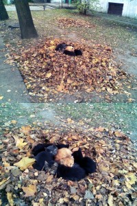 Create meme: socket for cat, cat's nest, autumn fall forest is cold and the leaves dropped - jokes