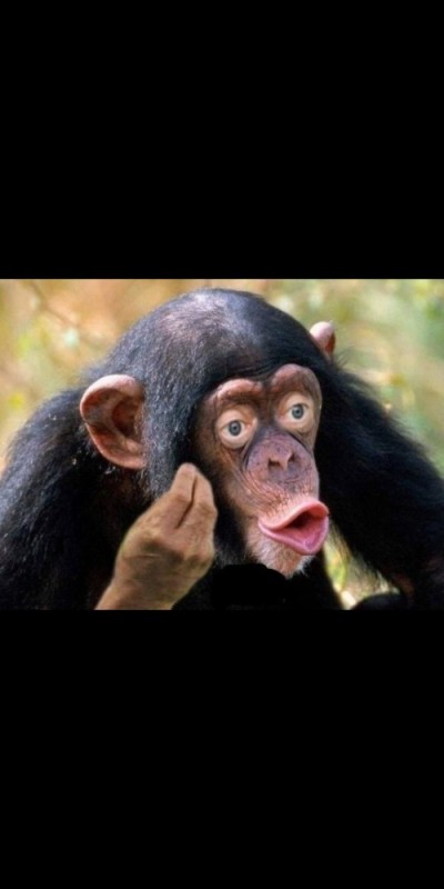 Create meme: chimpanzees , male chimpanzee, chimp lips