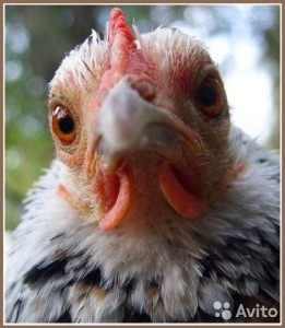 Create meme: broiler chickens, birds, look chicken