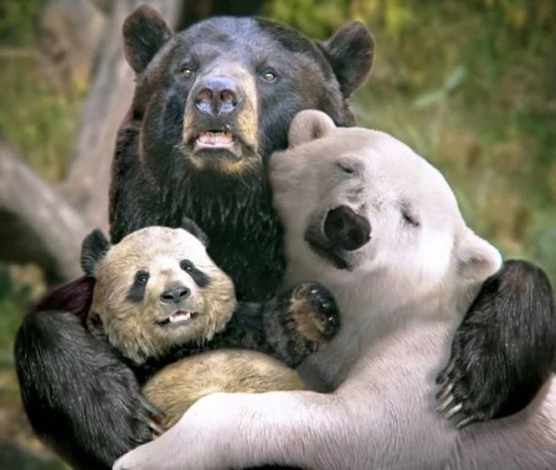 Create meme: bear bear, brown bear , grizzly panda and polar bear