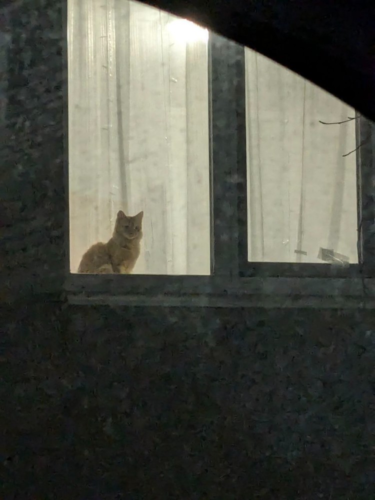 Create meme: cat , cat at the window , the cat in the window