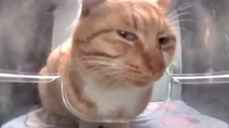 Create meme: funny cats , sneezing cat, red cat 