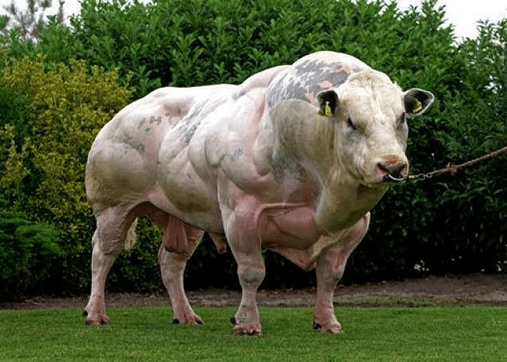 Create meme: Belgian blue bull, The Belgian blue bull breed, Belgian blue cow