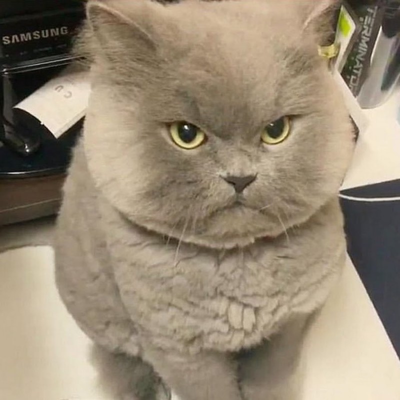 Создать мем: британская короткошёрстная кошка толстая, злой кот, британская короткошёрстная кошка