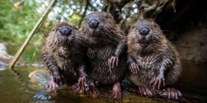 Create meme: beaver, Bobr common