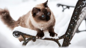 Создать мем: кошка зимой, зимний кот, котики зимой