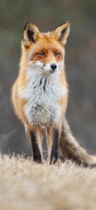 Create meme: the red Fox, red Fox, Fox