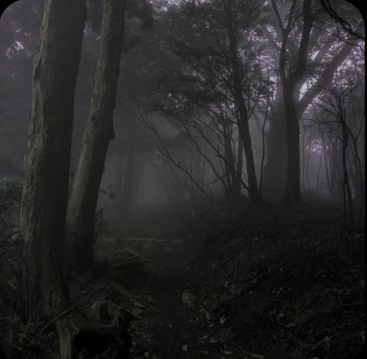 Create meme: forest misty, gloomy nature aesthetics, dark misty forest