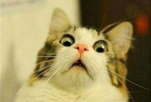 Create meme: cat meme, meme surprise cat, the surprised cat