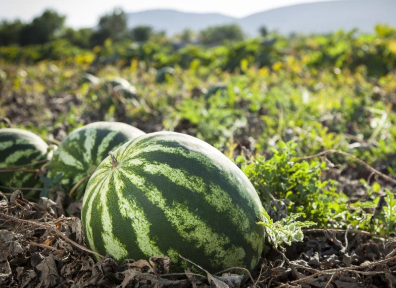 Create meme: field of watermelons, field with watermelons, melon melon