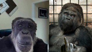 Create meme: funny gorilla, gorilla facts, gorilla