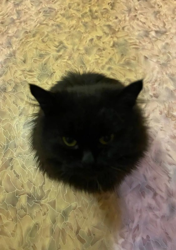 Create meme: siberian black cat, black persian cat, sim's black cat