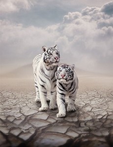 Create meme: Wallpapers for iPhone white tiger, white tiger, white tiger iphone wallpaper