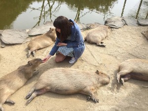 Create meme: a pet capybara, the capybara