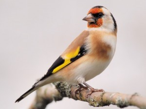 Create meme: bullfinch, goldfinches, the life of birds