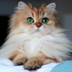 Create meme: British longhair cat smoothies, beautiful cats, fluffy cat