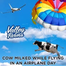 Create meme: cow , flying cow, field with cows