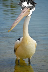 Создать мем: пеликан мешконос птица, водоплавающие птицы пеликан, pelecanus onocrotalus