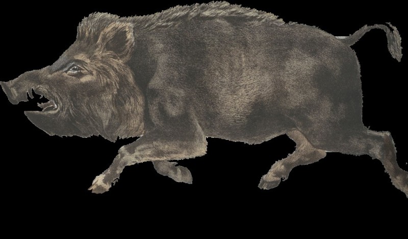 Create meme: hashibira, wild boar, boar to cough up a question