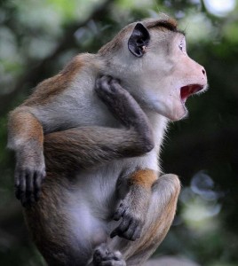 Create meme: monkey, monkeys of Sri Lanka, funny pictures of animals