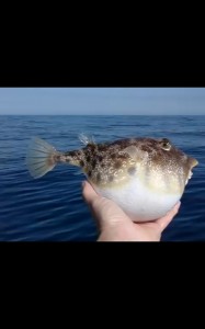 Create meme: puffer fish video, puffer fish funny, bruh puffer fish