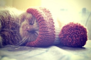 Create meme: cat cute, cute, the cat sleeps