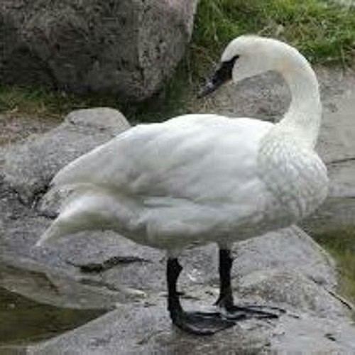 Create meme: Cygnus buccinator trumpeter swan, grey swan, bird Swan