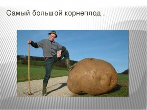 Create meme: potatoes, huge potato