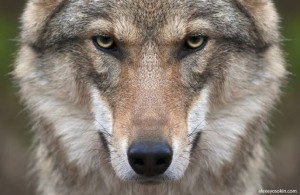 Create meme: wolf animal, wolf face, the sight of a wolf