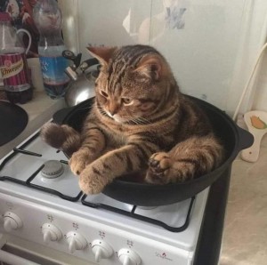 Create meme: the cat in the pan, funny cats, cat