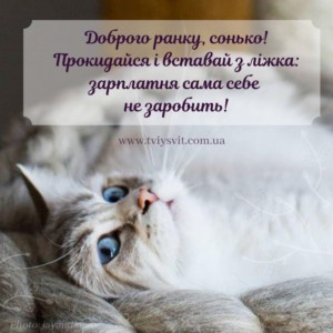 Create meme: cute cats, white cat, cat