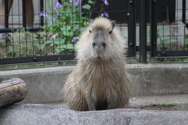 Create meme: the capybara , capybaras in the Yalta zoo, rodent capybara