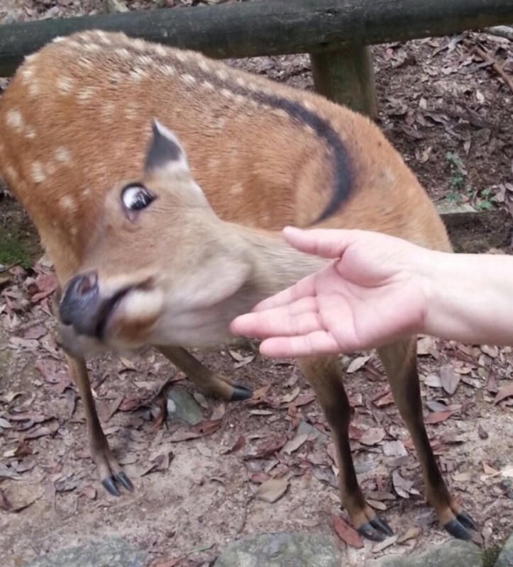 Create meme: stoned deer, the deer is funny, Sika deer 