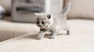 Создать мем: маленькие британские котята, милые серые котята, маленький серенький котенок