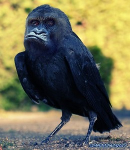 Create meme: Raven bird, bird crow, black bird