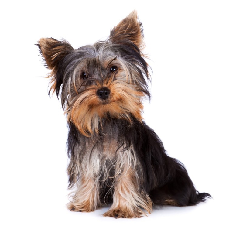 Create meme: dog Yorkshire Terrier, Yorkshire Terrier , yorkshire terrier standard