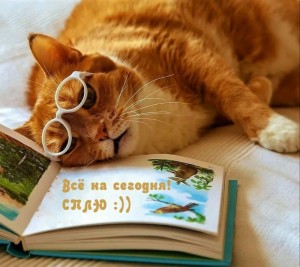 Создать мем: кот учёный, умный рыжий кот, умный кот