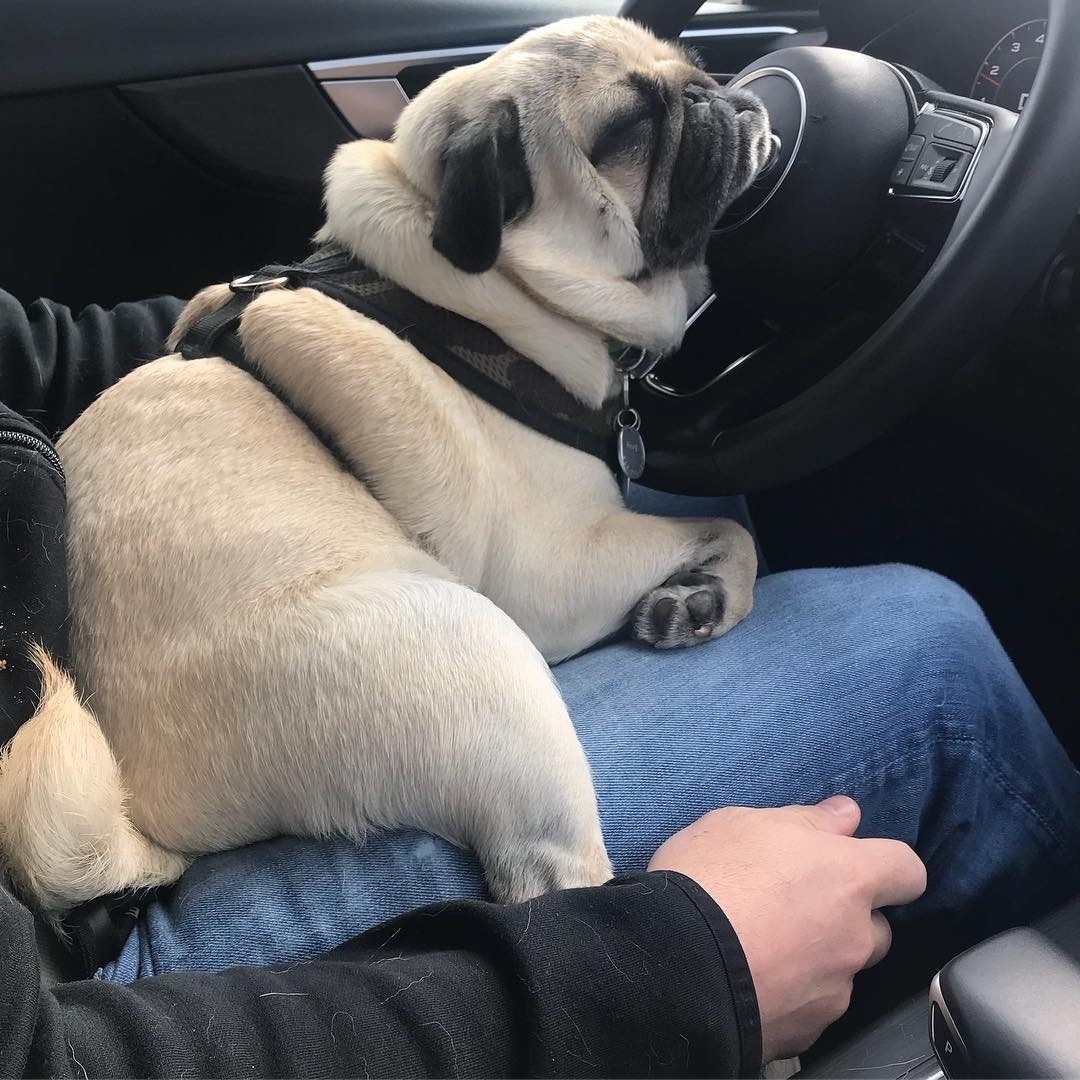 cuddly pug