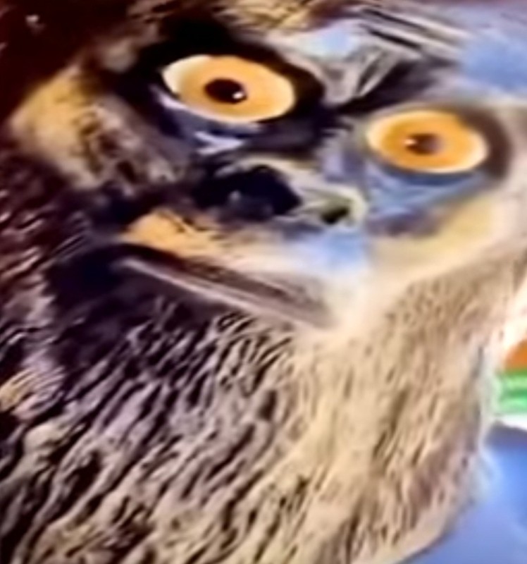 Create meme: memes , owl twitching eye, funny owls